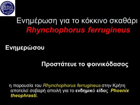 Ενημέρωση για το κόκκινο σκαθάρι Rhynchophorus ferrugineus