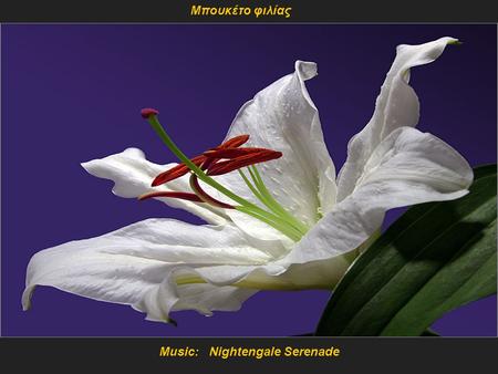 Music: Nightengale Serenade