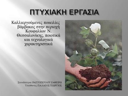 ΠΤΥΧΙΑΚΗ ΕΡΓΑΣΙΑ Καλλιεργούμενες ποικιλίες βάμβακος στην περιοχή Κουφαλίων Ν. Θεσσαλονίκης, ποιοτικά και τεχνολογικά χαρακτηριστικά Σπουδάστρια: ΡΑΠΤΟΠΟΥΛΟΥ.