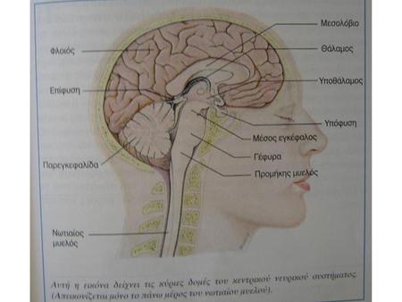 Ο εγκεφαλικός φλοιός εγκεφαλικά ημισφαίρια: φλοιός (φαιά ουσία) και λευκή ουσία input/output με την αντίθετη πλευρά επικοινωνούν μεταξύ τους μέσω του μεσολοβίου.