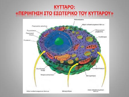 ΚΥΤΤΑΡΟ: «Περιηγηση στο εσωτερικο του κυτταρου»