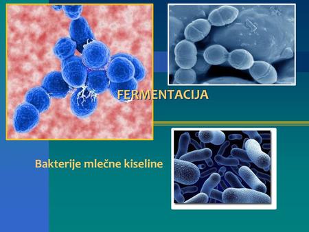 FERMENTACIJA Bakterije mlečne kiseline.