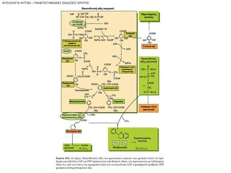 ΦYΣIOΛOΓIA ΦYTΩN – ΠANEΠIΣTHMIAKEΣ EKΔOΣEIΣ KPHTHΣ