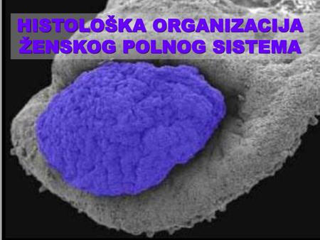 HISTOLOŠKA ORGANIZACIJA ŽENSKOG POLNOG SISTEMA