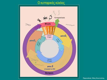 Ο κυτταρικός κύκλος Παρουσίαση: Ηλίας Κουντούπης.