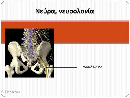 Νεύρα, νευρολογία Ισχιακό Νεύρο Ε. Μαρσέλου.