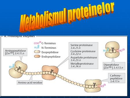 Metabolismul proteinelor