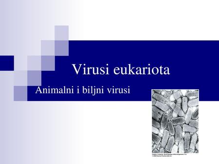 Animalni i biljni virusi