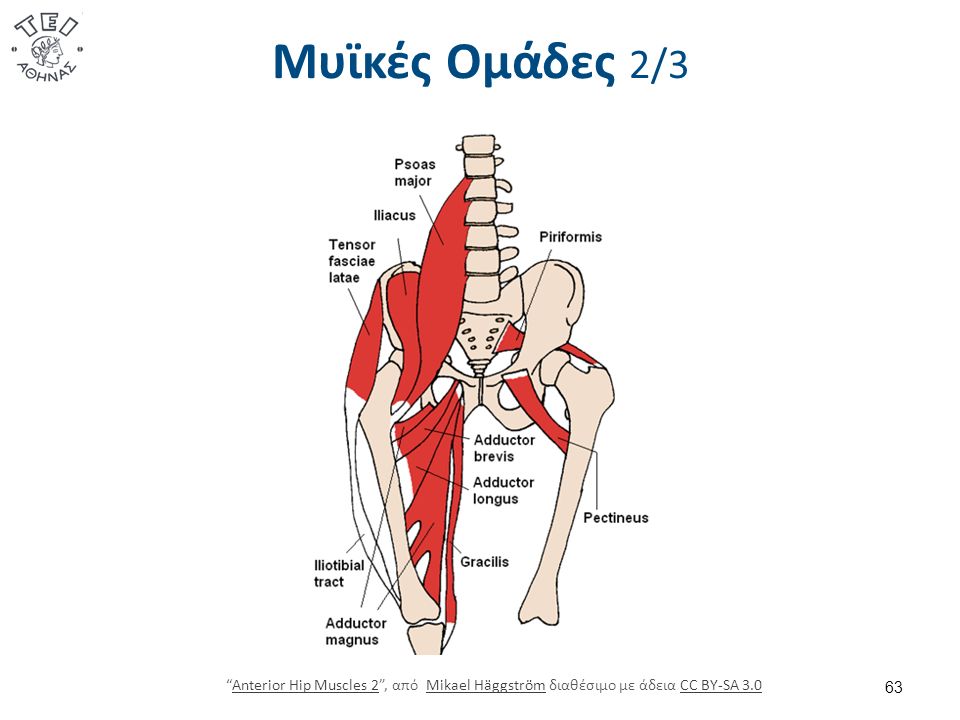 Μυϊκές Ομάδες 3/3 Posterior Hip Muscles 3 , από Beth ohara διαθέσιμο με άδεια CC BY-SA 3.0