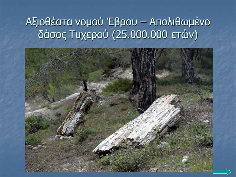 Αξιοθέατα νομού Έβρου – Απολιθωμένο δάσος Τυχερού ( ετών)