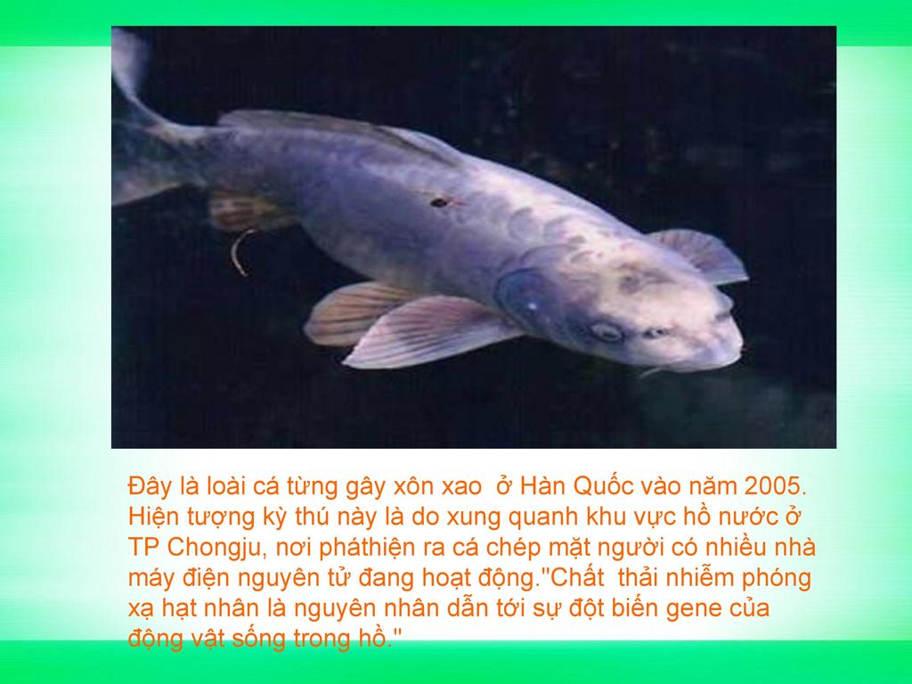 Đây là loài cá từng gây xôn xao ở Hàn Quốc vào năm 2005.