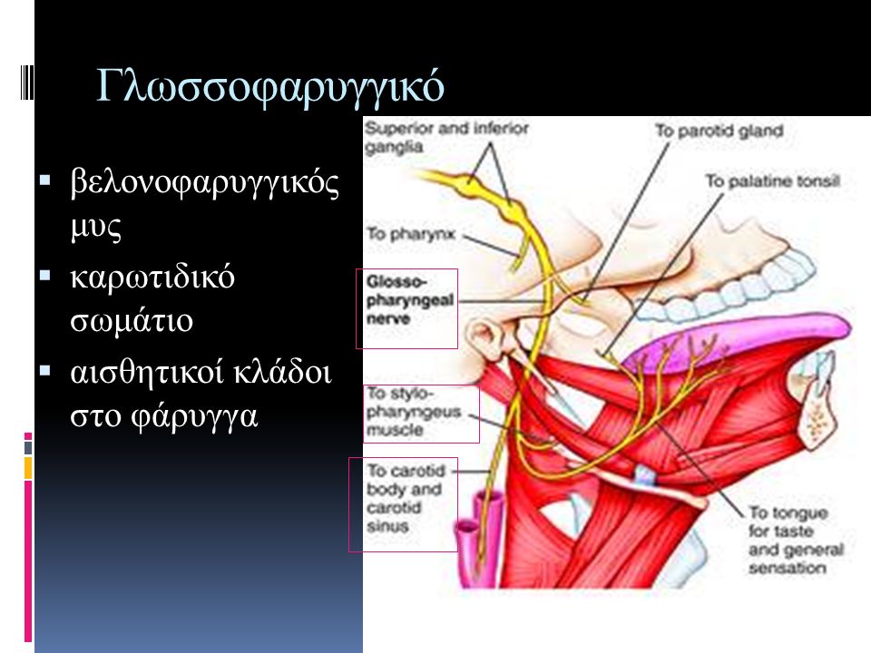 Γλωσσοφαρυγγικό βελονοφαρυγγικός μυς καρωτιδικό σωμάτιο