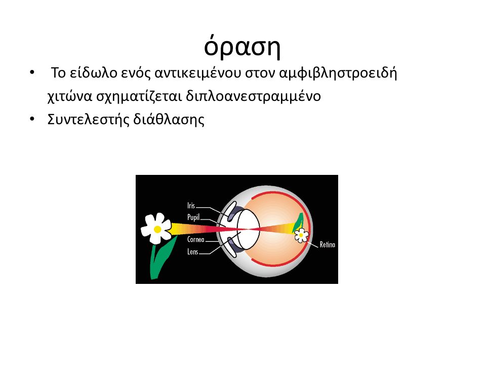 όραση Το είδωλο ενός αντικειμένου στον αμφιβληστροειδή