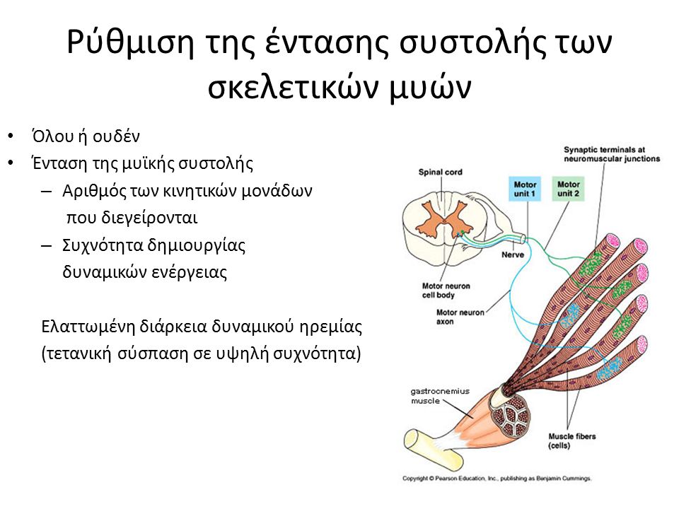 Ρύθμιση της έντασης συστολής των σκελετικών μυών