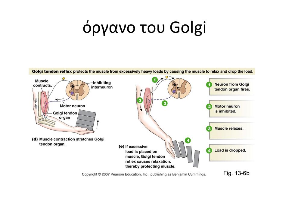 όργανο του Golgi