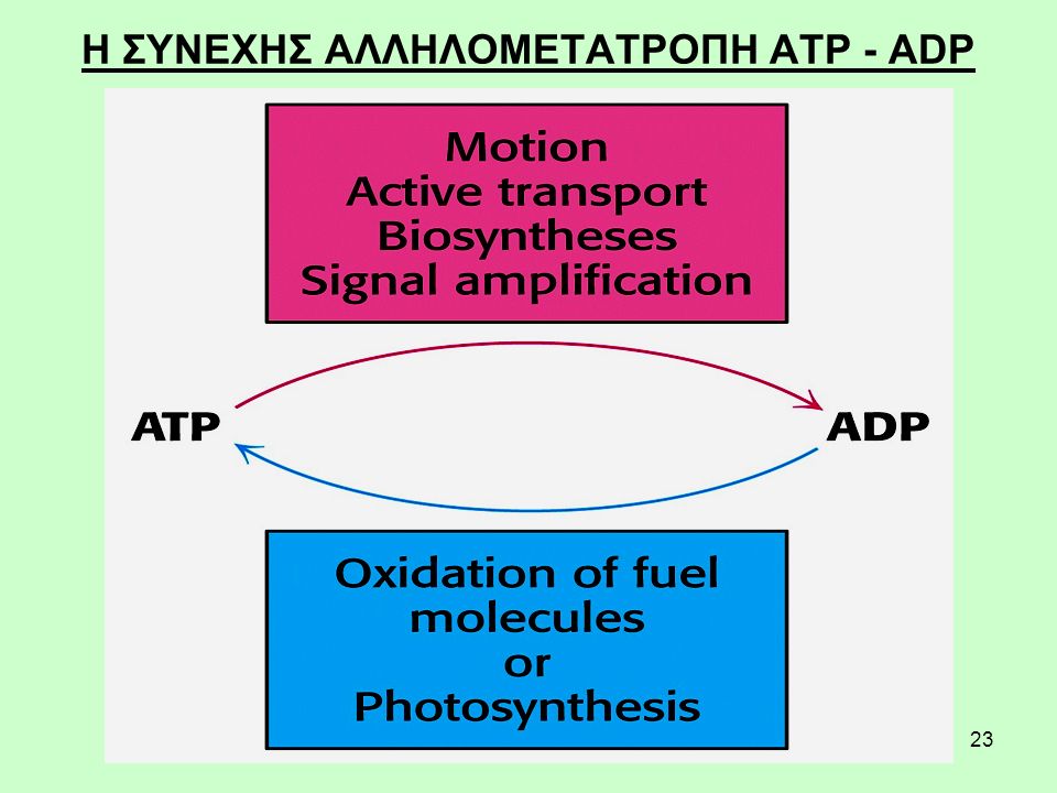 Η ΣΥΝΕΧΗΣ ΑΛΛΗΛΟΜΕΤΑΤΡΟΠΗ ATP - ADP