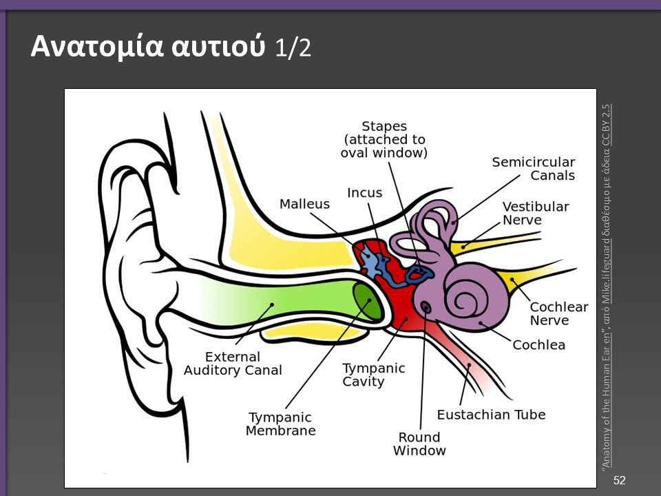 Ανατομία αυτιού 2/ The Structures of the Ear , από CFCF διαθέσιμο με άδεια CC BY 3.0