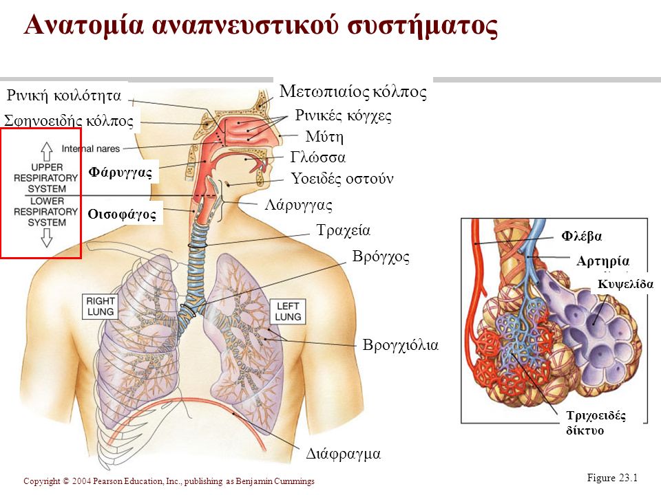 Ανατομία αναπνευστικού συστήματος