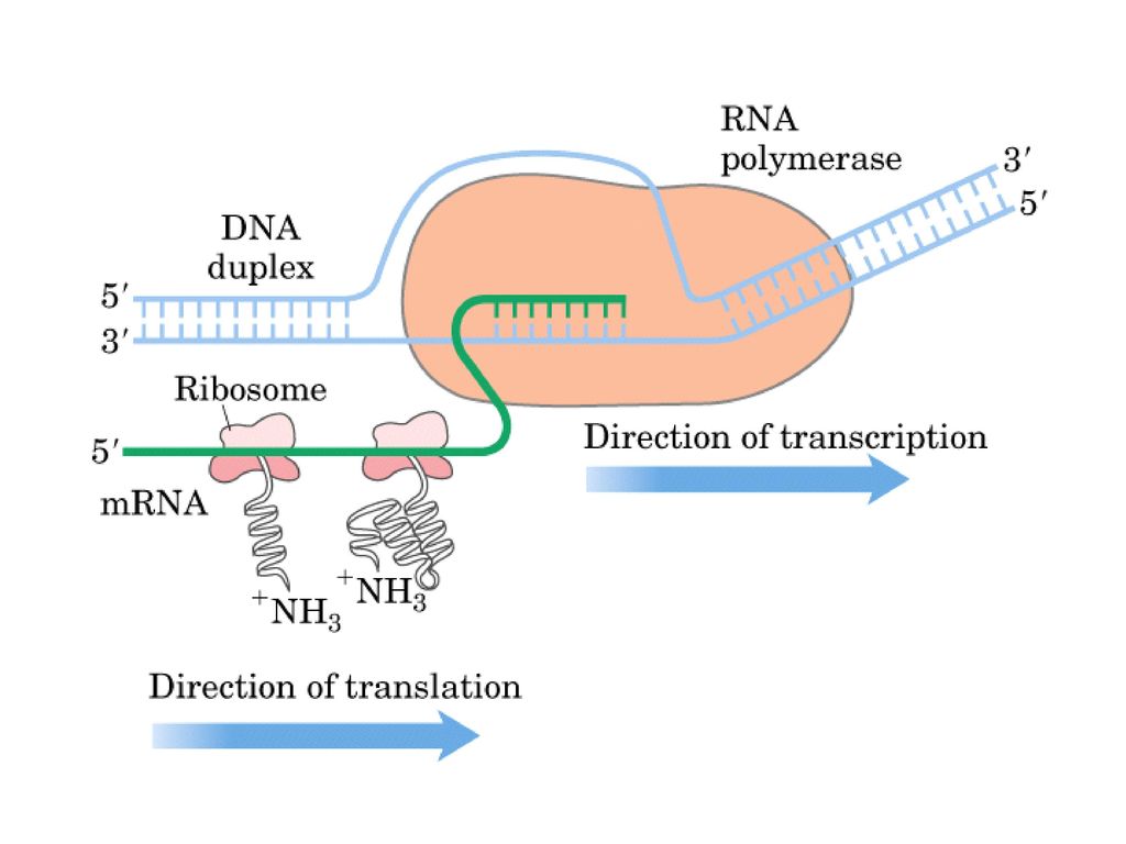 Рнк зависимая рнк полимераза. РНК полимераза строение. РНК-полимераза II. ДНК-зависимая РНК-полимераза прокариот. ДНК полимеразы прокариот.