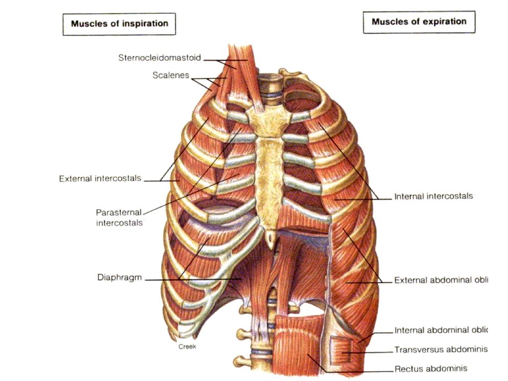 Боль в легких при глубоком. Наружные межреберные мышцы анатомия. Наружные межреберные мышцы дыхание. Мышцы участвующие в акте дыхания. Основные и вспомогательные дыхательные мышцы.