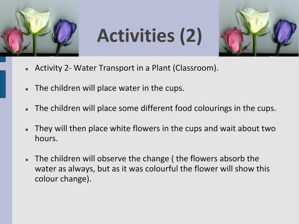 Activities (2) Activity 2- Water Transport in a Plant (Classroom).