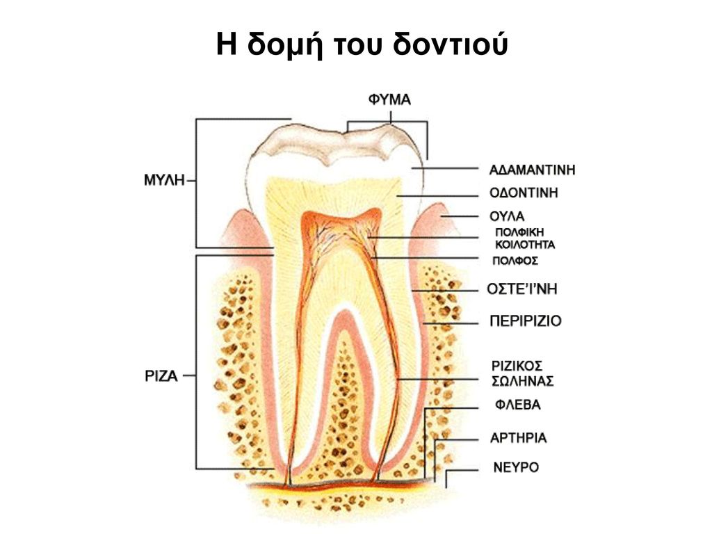 В какую систему входит зуб. Зубы человека. Зуб схематично.