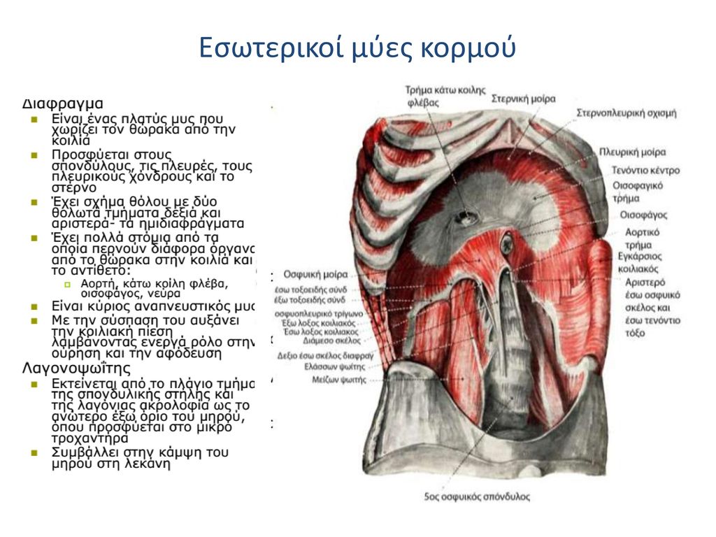 Εσωτερικοί μύες κορμού