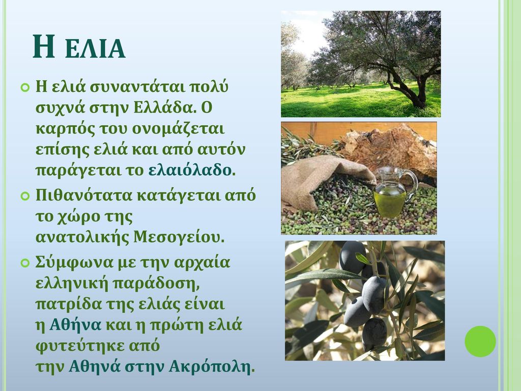 Η ελια Η ελιά συναντάται πολύ συχνά στην Ελλάδα. Ο καρπός του ονομάζεται επίσης ελιά και από αυτόν παράγεται το ελαιόλαδο.