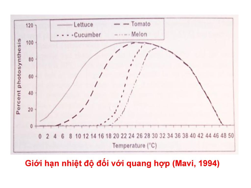 Giới hạn nhiệt độ đối với quang hợp (Mavi, 1994)