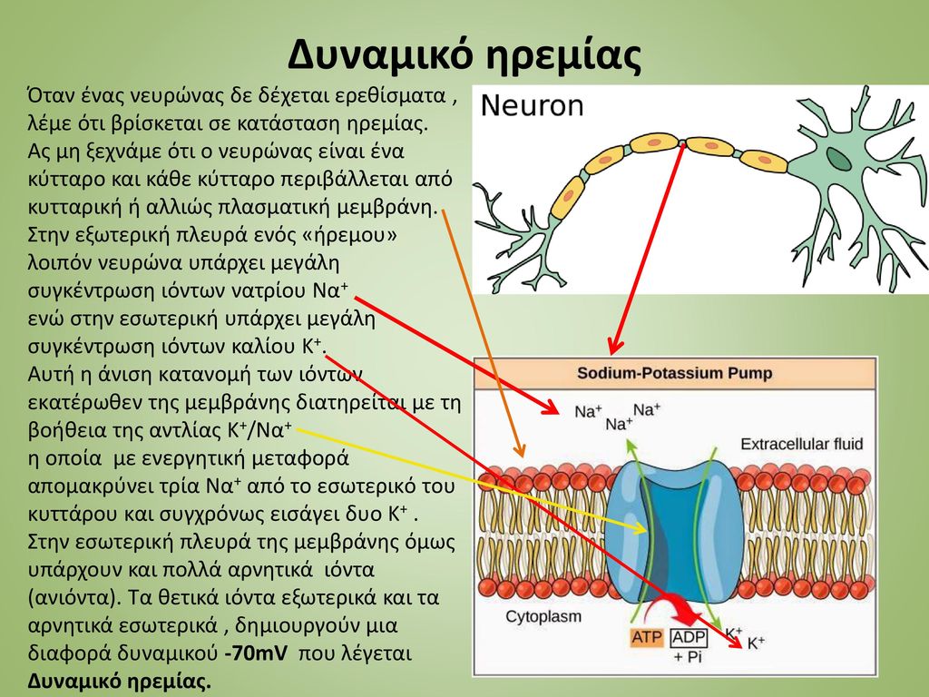Δυναμικό ηρεμίας Όταν ένας νευρώνας δε δέχεται ερεθίσματα , λέμε ότι βρίσκεται σε κατάσταση ηρεμίας.