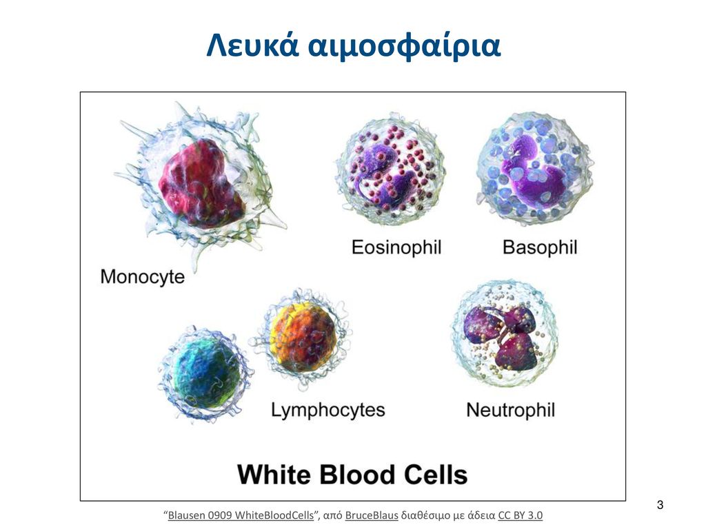 Лейкоциты нейтрофилы эозинофилы. Зернистые лейкоциты. Зернистые лейкоциты крови. Лейкоциты нейтрофилы лимфоциты. Зернистые и незернистые лейкоциты.