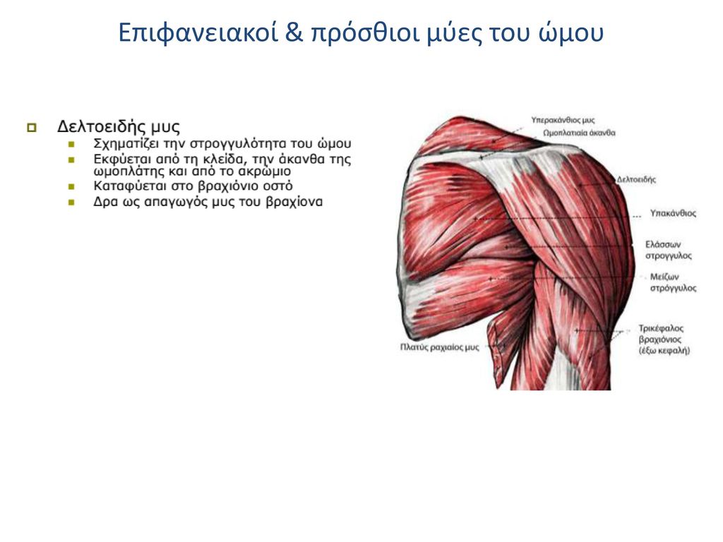 Επιφανειακοί & πρόσθιοι μύες του ώμου