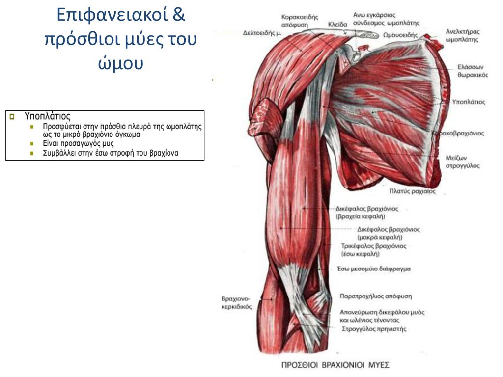 Επιφανειακοί & πρόσθιοι μύες του ώμου