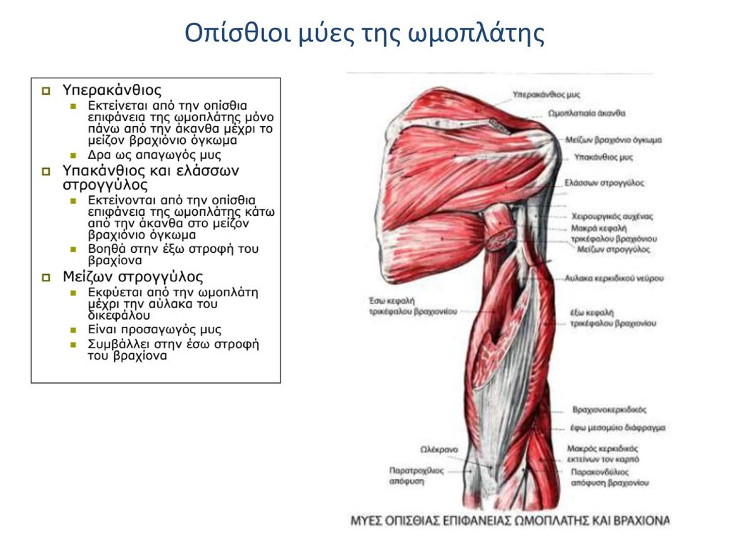 Οπίσθιοι μύες της ωμοπλάτης