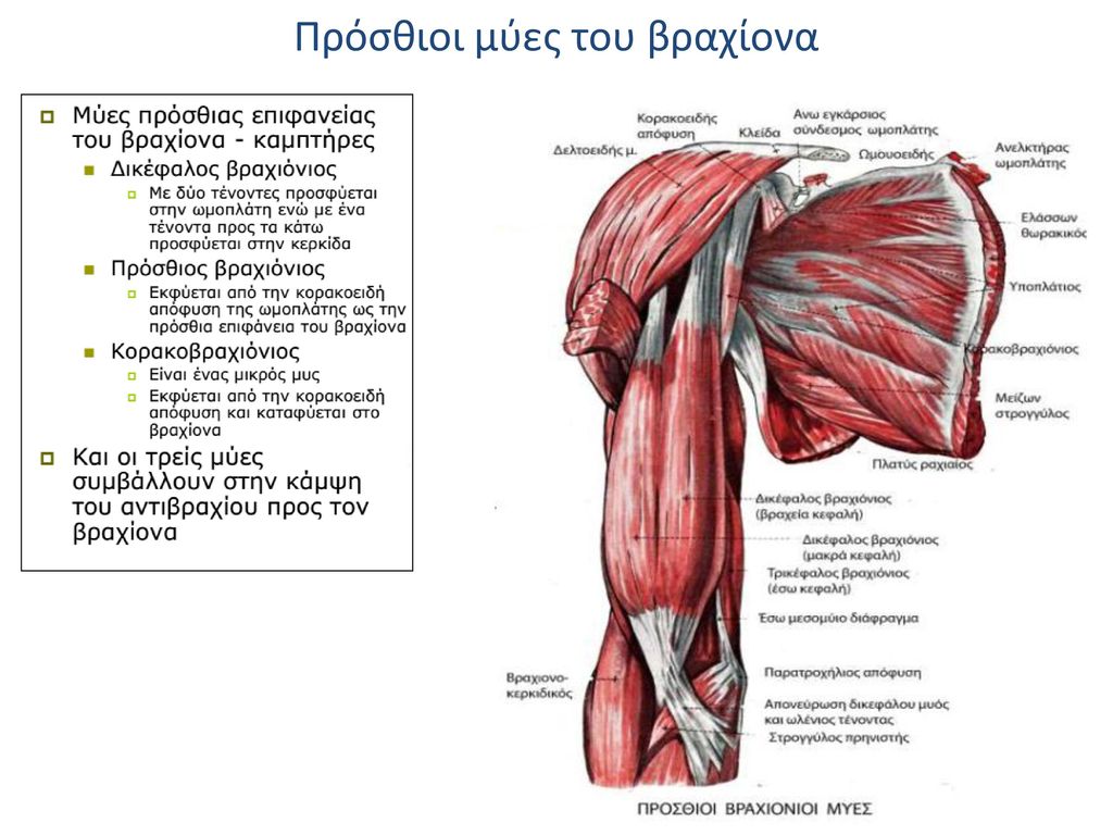 Πρόσθιοι μύες του βραχίονα