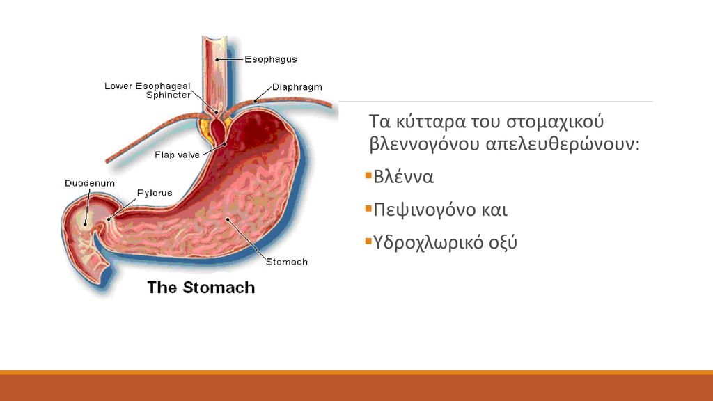 Τα κύτταρα του στομαχικού βλεννογόνου απελευθερώνουν: