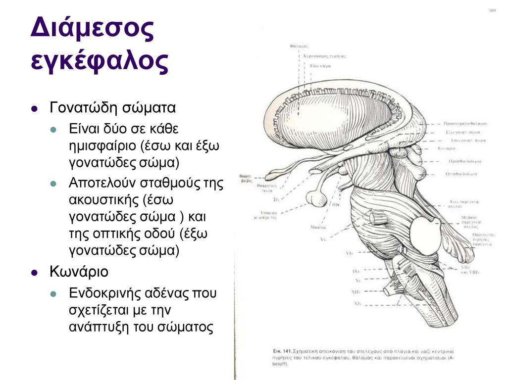 Διάμεσος εγκέφαλος Γονατώδη σώματα Κωνάριο