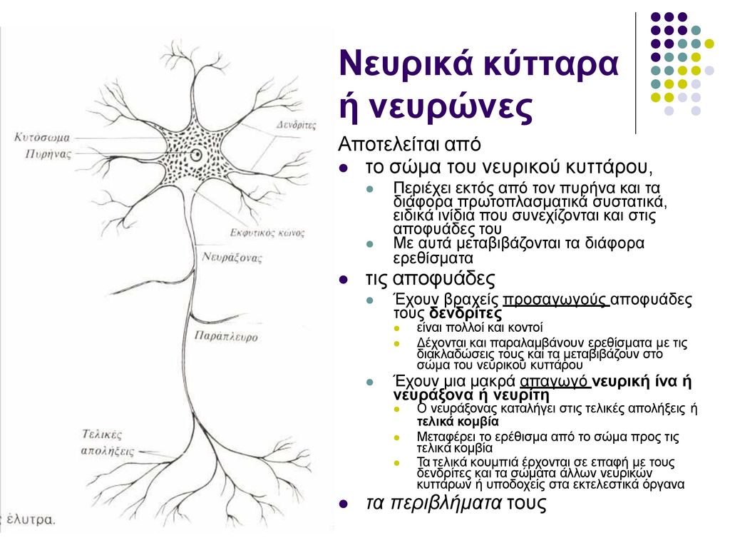 Νευρικά κύτταρα ή νευρώνες