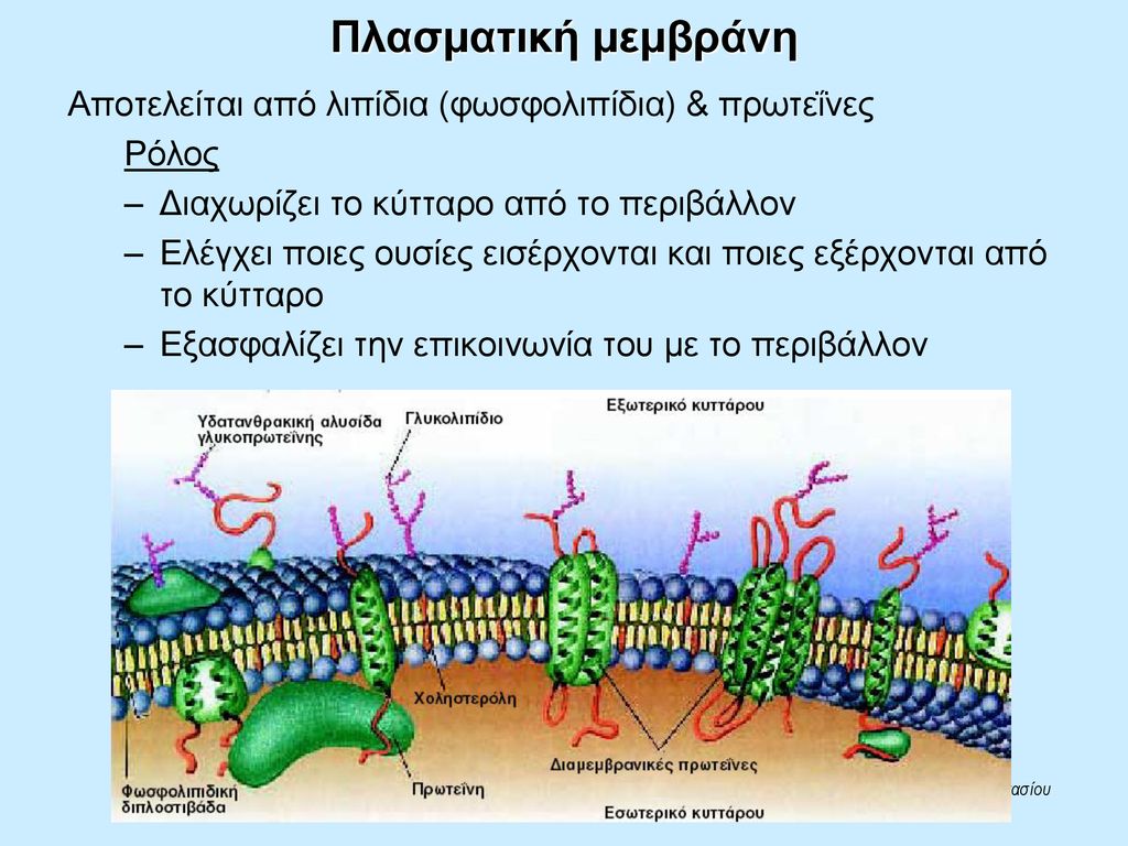 Πλασματική μεμβράνη Αποτελείται από λιπίδια (φωσφολιπίδια) & πρωτεΐνες
