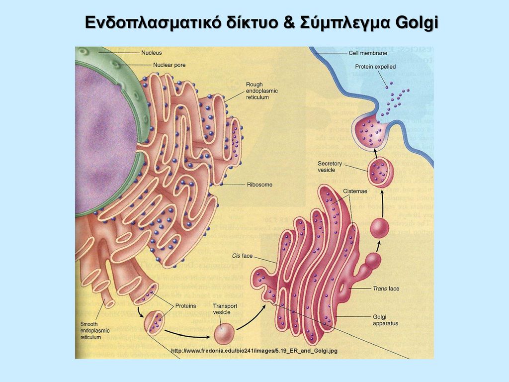 Ενδοπλασματικό δίκτυο & Σύμπλεγμα Golgi
