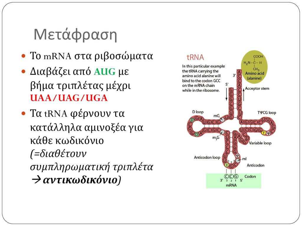 Μετάφραση Το mRNA στα ριβοσώματα
