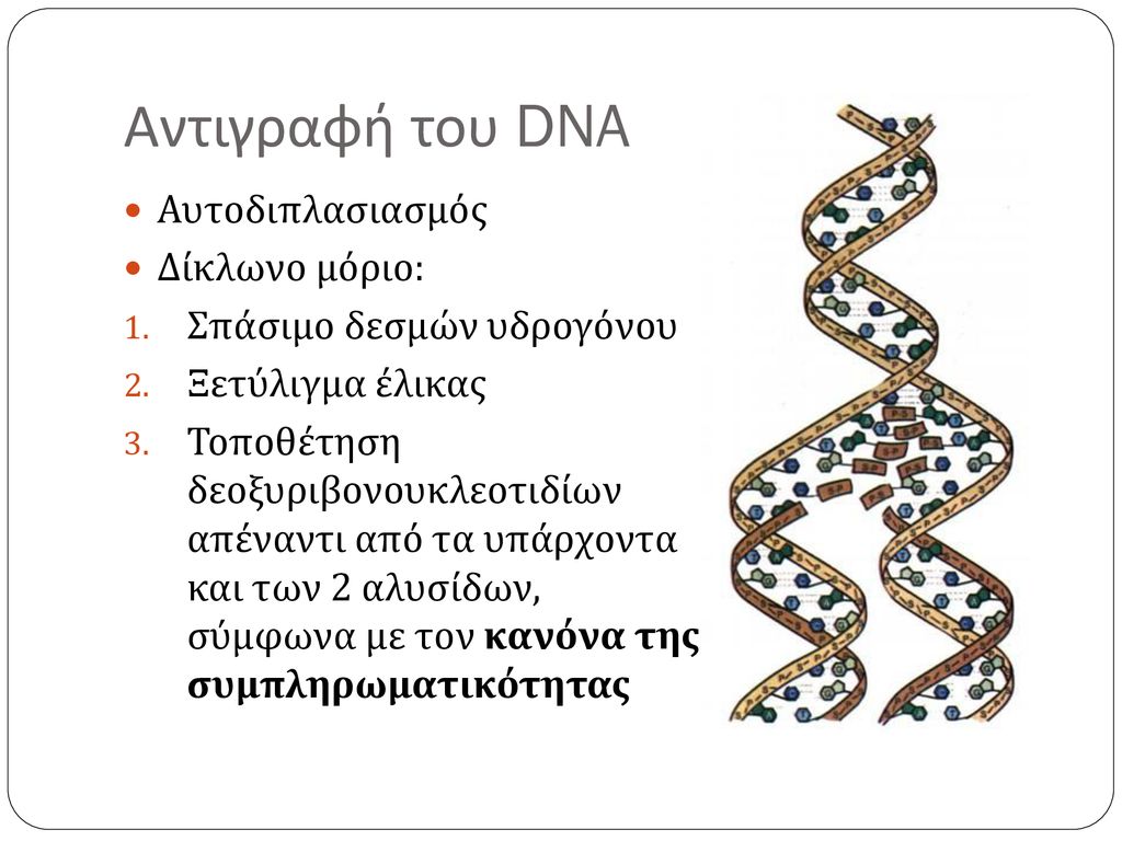 Αντιγραφή του DNA Αυτοδιπλασιασμός Δίκλωνο μόριο: