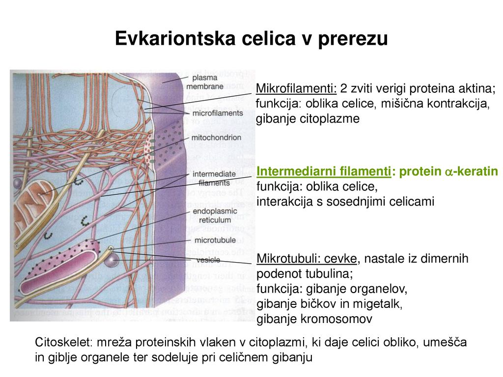 Evkariontska celica v prerezu