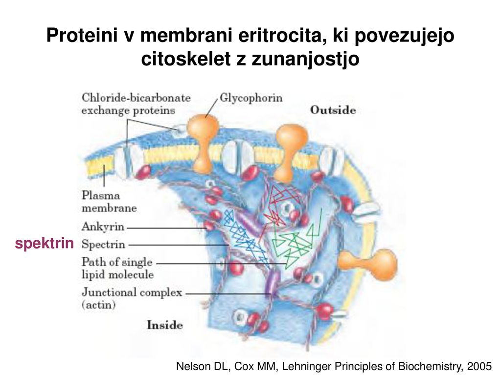 Proteini v membrani eritrocita, ki povezujejo citoskelet z zunanjostjo