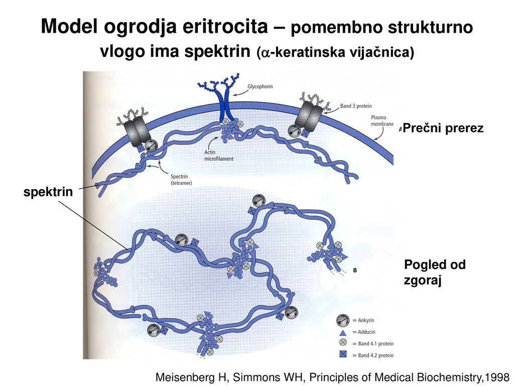 Model ogrodja eritrocita – pomembno strukturno vlogo ima spektrin (-keratinska vijačnica)