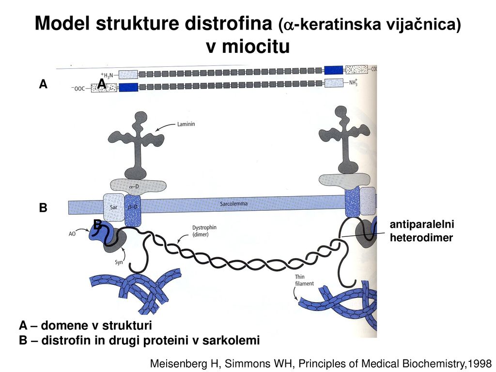 Model strukture distrofina (-keratinska vijačnica) v miocitu