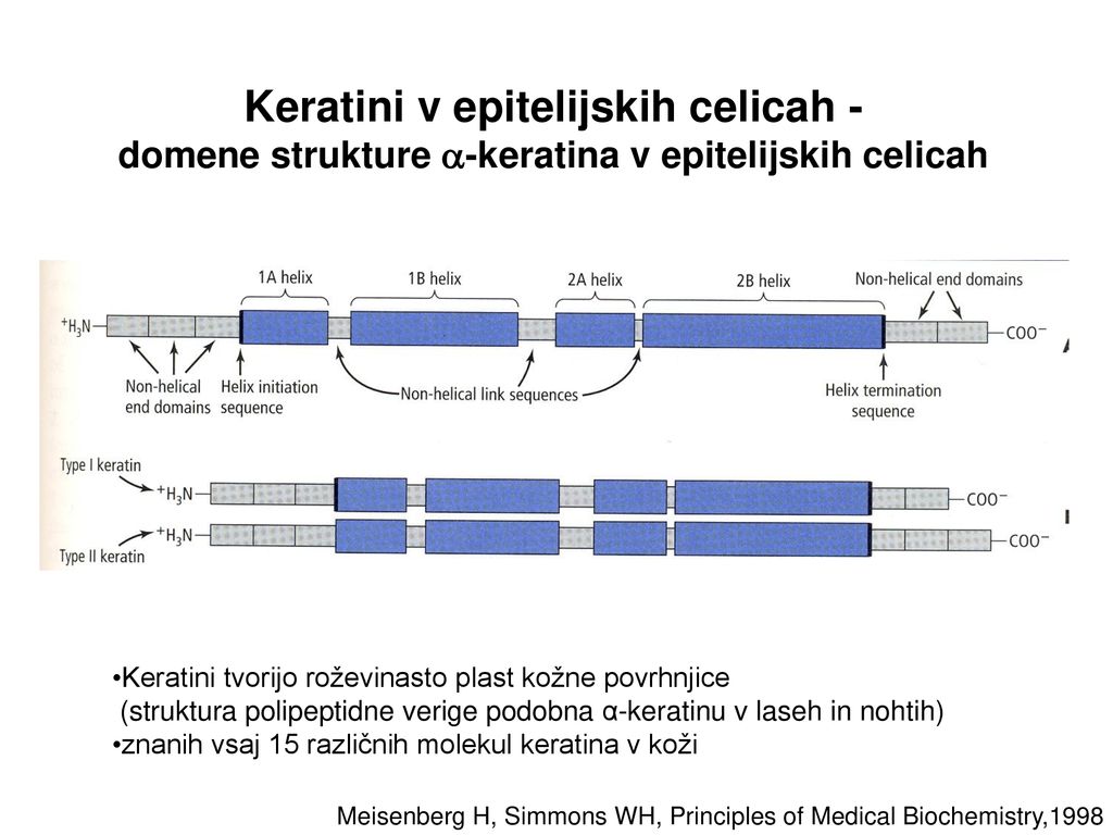 Keratini v epitelijskih celicah - domene strukture -keratina v epitelijskih celicah