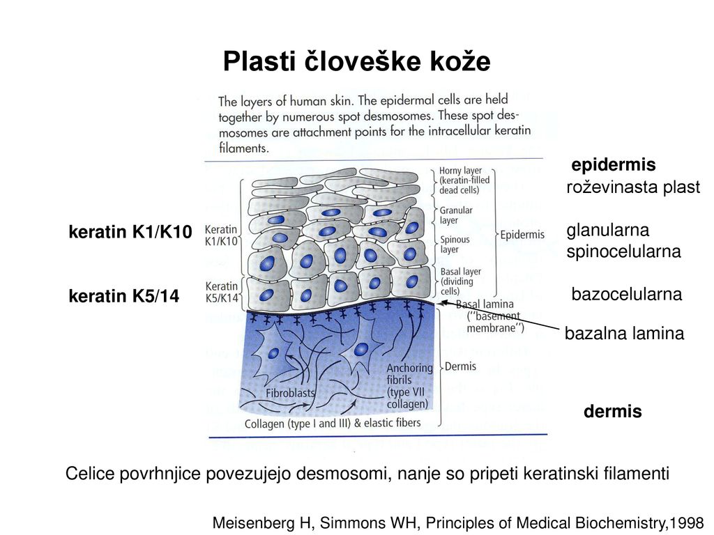 Plasti človeške kože epidermis roževinasta plast glanularna