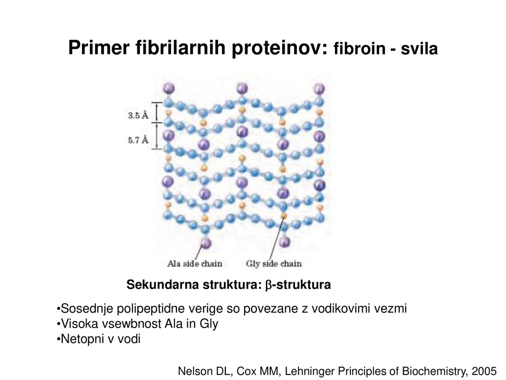 Primer fibrilarnih proteinov: fibroin - svila
