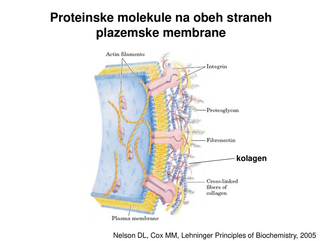 Proteinske molekule na obeh straneh plazemske membrane